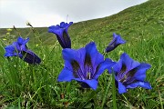 18 Genziana di Clusius (Gentiana clusii)